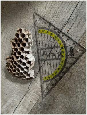 Afbeelding met wespennest, honingraatAutomatisch gegenereerde beschrijving